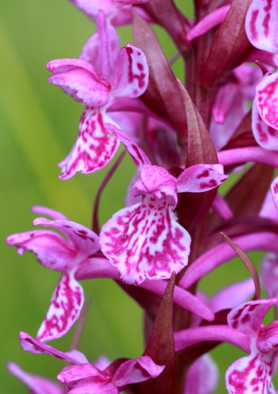 Nigritella, Dactylorhiza perverseemaltempo! Dolomiti luglio 2014.